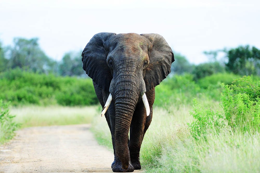 Los animales son parte de nuestra historia: una mirada antropológica