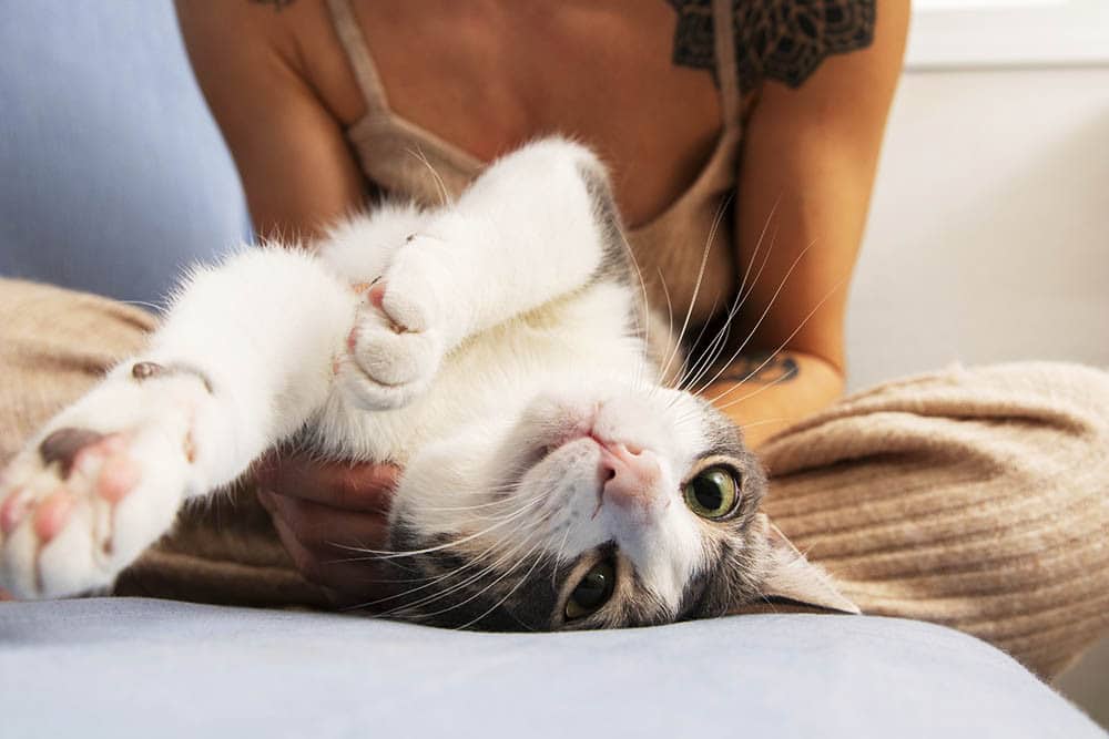 La influencia de los animales en nuestra salud mental